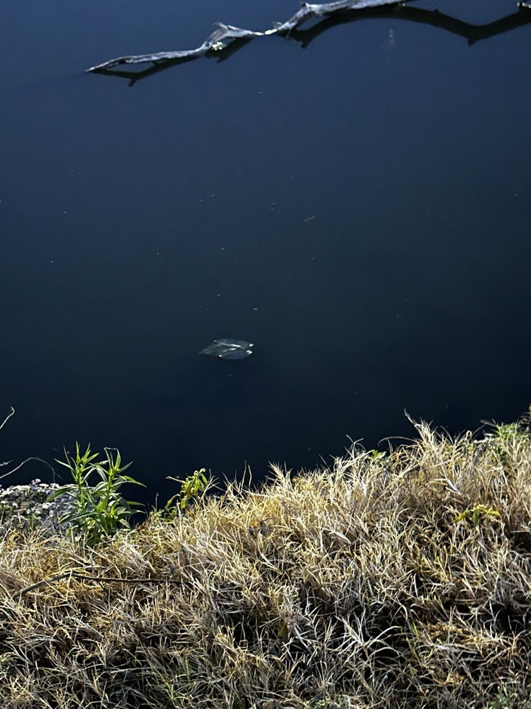 Pond Slider from Parkway, Lubbock, TX, US on November 30, 2023 at 0605