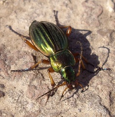Carabus auratus
