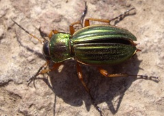 Carabus auratus