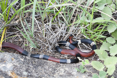 Micrurus pyrrhocryptus