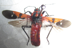 Spilostethus macilentus