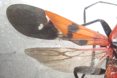 Spilostethus macilentus