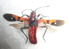 Spilostethus macilentus