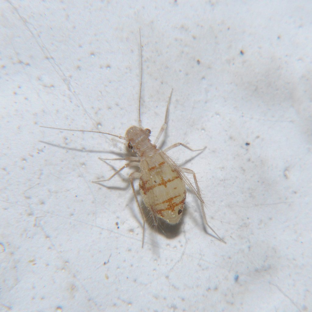 Dorypteryx longipennis