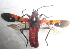 Spilostethus macilentus