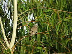 Turtur abyssinicus