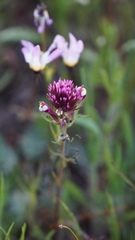 Castilleja densiflora gracilis