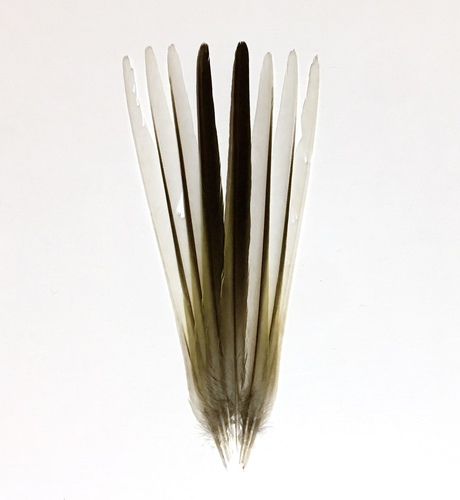 Plume de Bergeronnette des ruisseaux