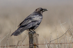 Corvus cryptoleucus