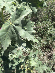 Bactericera lavaterae