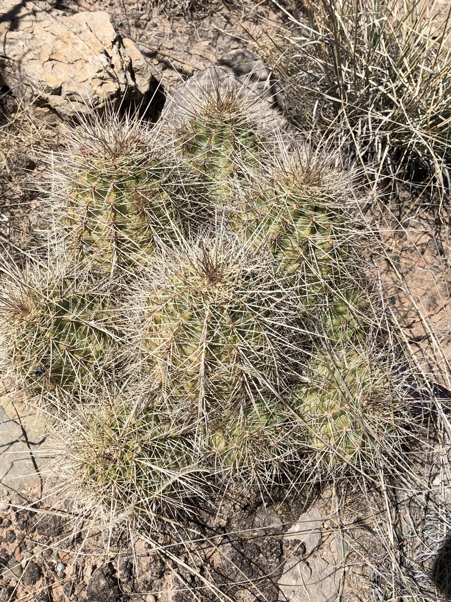 Subspecies Echinocereus coccineus rosei  iNaturalist