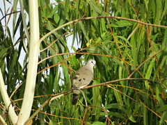 Turtur abyssinicus