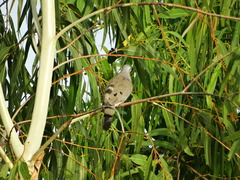 Turtur abyssinicus