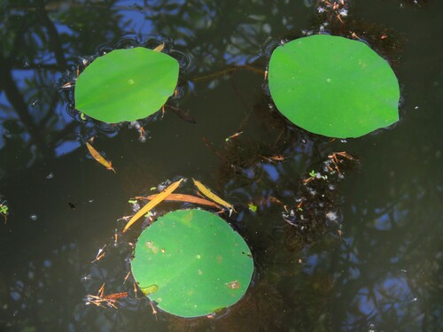 Nelumbo lutea