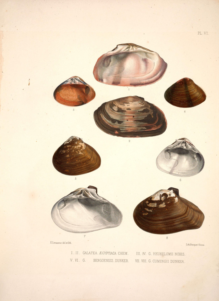 Galatea bengoensis