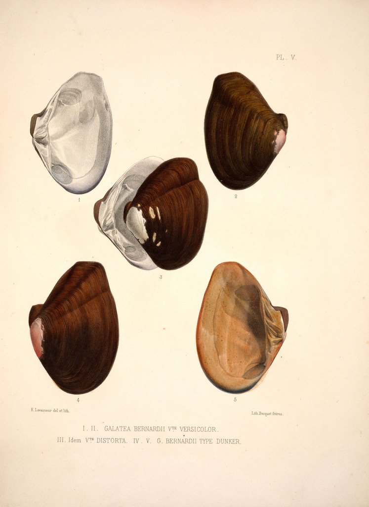 Galatea bernardii