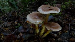 Cortinarius dysodes