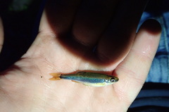 Pteronotropis stonei