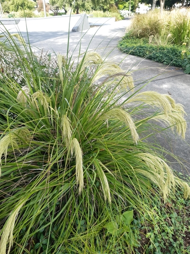 Image of Chionochloa flavicans by no rights reserved