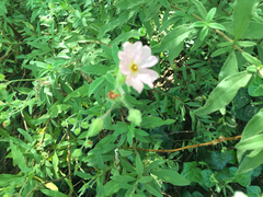 Cistus × skanbergii