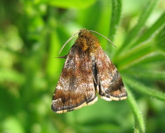Panemeria tenebrata