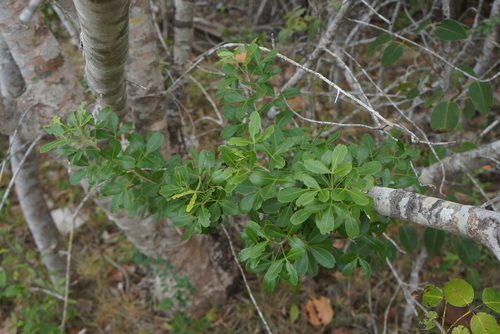 Image of White Ironwood (Hypelate trifoliata) by no rights reserved