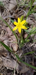 Hypoxis hirsuta