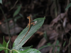 Anolis mariarum