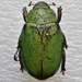 Chrysina aurilisternum - Photo (c) Francisco Acosta, some rights reserved (CC BY-NC), uploaded by Francisco Acosta
