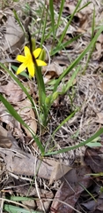 Hypoxis hirsuta