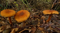 Cortinarius castoreus