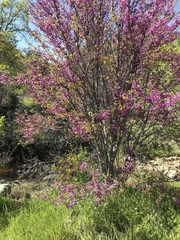 Cercis occidentalis