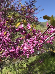 Cercis occidentalis