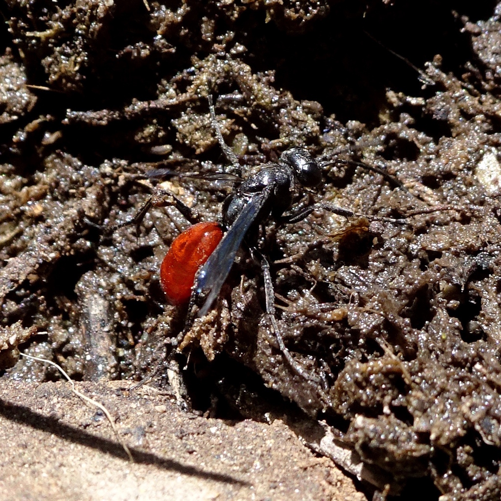 Priocnemis dispertita