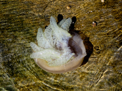Catostylus mosaicus image