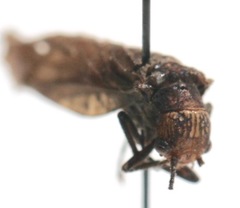 Protosialis americana