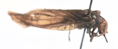 Protosialis americana