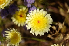 Malacothrix glabrata