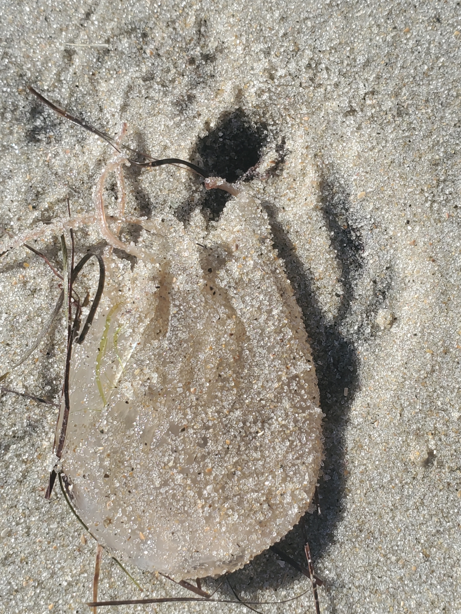Tamoya haplonema F.Müller, 1859