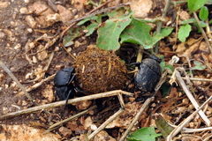 Gymnopleurus