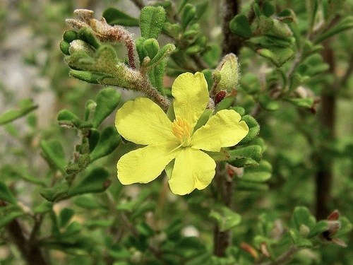 Hibbertia hermanniifolia observed 2008-10-26