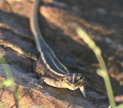 Platysaurus intermedius