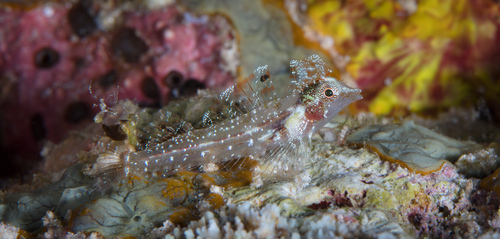 Miraculous triplefin (Enneapterygius mirabilis) — Tripterygiidae — 5