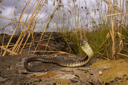 Tiger Snake sighting