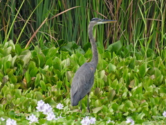 Ardea herodias image