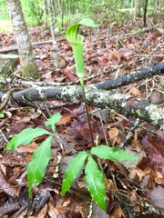 Arisaema triphyllum