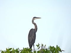 Ardea herodias image