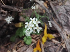 Dryopetalon