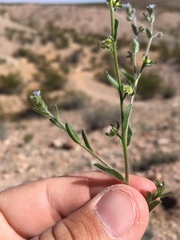 Lappula occidentalis occidentalis