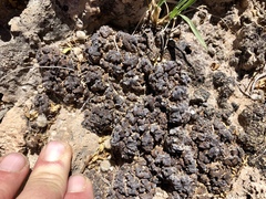 Heteroplacidium compactum